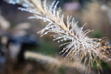 Fototapeta Dmuchawce - Coniferous needles with water droplets in a macro photograph