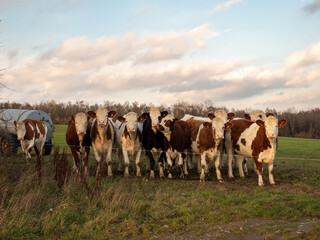 Wall Mural - montbéliarde cows on a row in a meadow