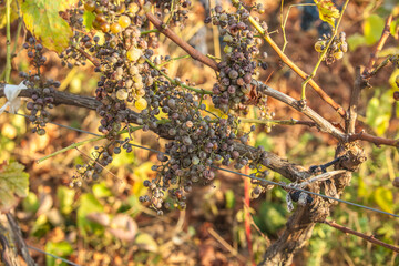 Dry grapes at sunset with sun beams