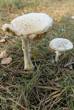 Closeup Shot Of White Amanita Muscaria Mushrooms Growing In A Forest