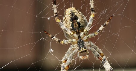 Garden cross spider sitting on web - back side portrait, Araneus diadematus, Europe, Czech Republic wildlife