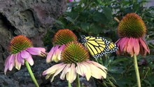 4K HD Video Of On One Monarch Butterfly On Coneflowers, Climbs Higher On Flower, Looking Around, Opens Wings Extending Body Out Once Then Returns To Resting Position
