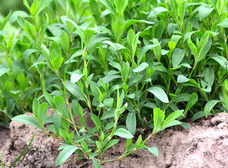 Poster - In spring, the green grass Polygonum aviculare grows