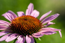 Close Up Of A Pink Coneflower