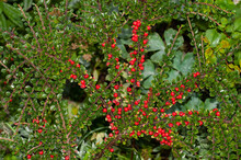 Twigs Of Cotoneaster Horizontalis With Red Berries