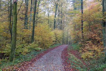 Wall Mural - Waldweg im Herbst