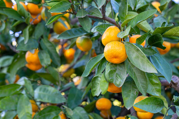 Close up of tangerine trees in the garden, selective focus