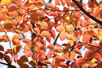 Canvas Print - Kousa dogwood autummn leaves / Cornaceae deciduous tree