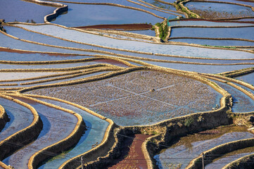 Wall Mural - Rice terraces in Yuanyang County. Yunnan Province. China.