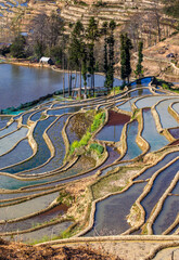 Wall Mural - Rice terraces in Yuanyang County. Yunnan Province. China.