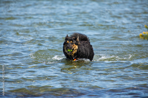 Fotomural Big black dog running out of the waters of a canadian lake or river, with a tennis ball tightly held in his mouth