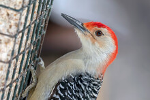Close Up Of A Red Bellied Woodpecker On A Suet Feeder