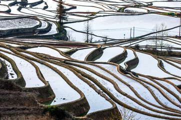 Wall Mural - Rice terraces in Yuanyang County. Yunnan Province. China.