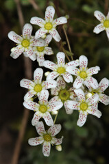 Poster - Alpine saxifrage (Saxifraga paniculata) on rock face near Walenstadt, Swiss Alps