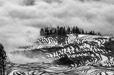 Wall Mural - Rice terraces of Yunnan province amid the scenic morning fog. Yuanyang County. China.