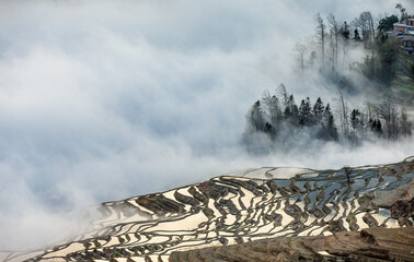 Wall Mural - Rice terraces of Yunnan province amid the scenic morning fog. Yuanyang County. China.