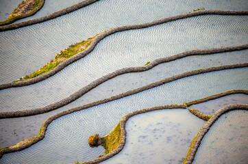 Wall Mural - Rice terraces in Yuanyang County. Yunnan Province. China.