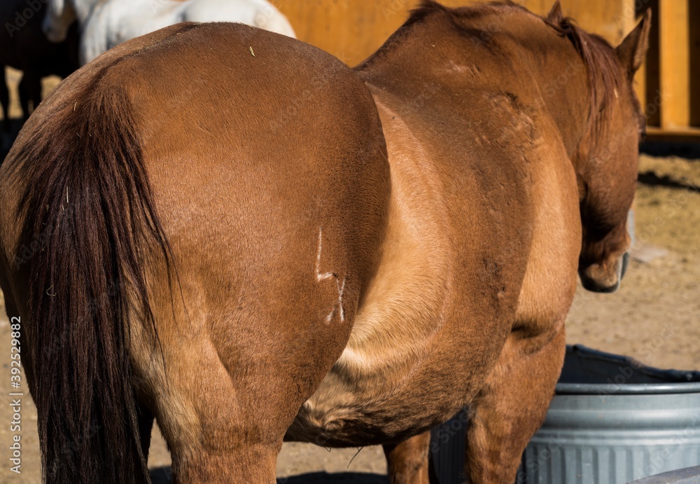 This close up image shows a branded, marked ranch horse's rear end ...