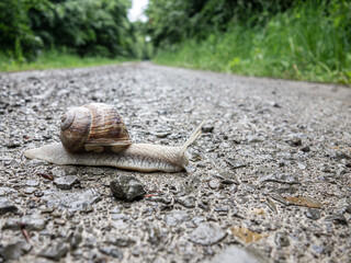 snail on the forest road