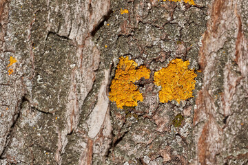 Wall Xanthoria (Latin Xanthoria parietina) is a lichen of the Telochistaceae family, a species of the Xanthoria genus on the bark of a tree.