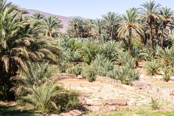 Poster - Agdz, Morocco, oase, palm tree, oase,