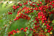 Close-up Red Cotoneaster Berries Horizontal In Autumn.Beautiful Autumnal Natural Background.Garden Evergreens
