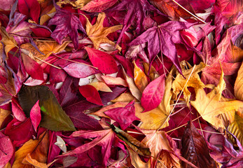 Drying autumn  colourful leaves on the ground