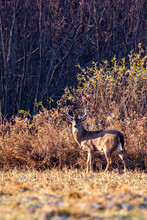Large White-tailed Deer Buck (Odocoileus Virginianus) During The Wisconsin Rut At The End Of October
