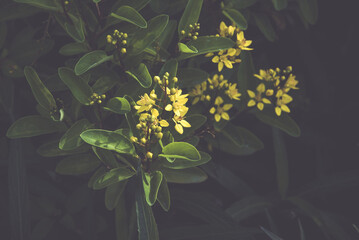  Beautiful yellow flowers picture of dark tone background