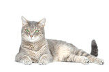 Fototapeta Koty - Adult grey tabby cat lying isolated on white background	