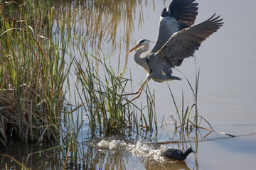 Addo Elephant National Park: Grey heron hunting at Domkrag dam