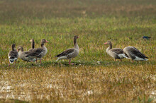 Greylag Goose Flock In Open Grass Field And Wetland Of Keoladeo National Park Or Bharatpur Bird Sanctuary Rajasthan India - Anser Anser