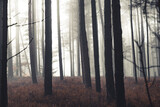 Fototapeta Las - Hazy woodland with mystical fog and many orange leaves