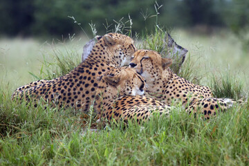 Poster - The cheetah  (Acinonyx jubatus), also known as the hunting leopard, three brothers from delta