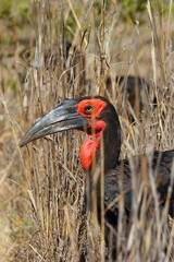 Wall Mural - The southern ground hornbill (Bucorvus leadbeateri; formerly known as Bucorvus cafer) in tall grass. Portrait of a black bird with a red head and a big beak in the yellow grass.