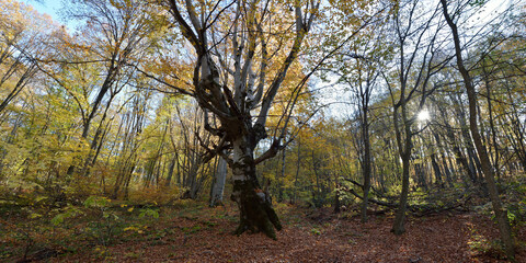 Poster - Autumn walks in the foothills of Elbrus, beautiful panorama.