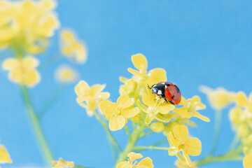  Macro photo of a red beautiful ladybug sitting on a yellow wild flower