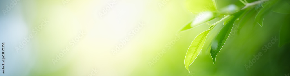 Nature of green leaf in garden using as background natural cover page - obrazy, fototapety, plakaty 