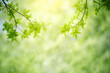 © Fahkamram - Nature of green leaf in garden at summer. Natural green leaves plants using as spring background cover page greenery environment ecology wallpaper