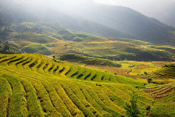 Sticker - Terraced rice fields in Y ty, Sapa, Laocai, Vietnam prepare the harvest