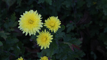 Yellow Chrysanthemum Flowers. Beautiful Yellow Flower On A Blurred Background. Postcard Floral Background. Place For Text.