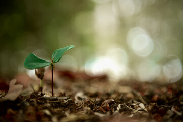 Small plant growing in sunlight and green nature background , new life growth concept