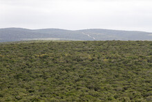 Addo Elephant National Park: View Of Trhe Park Showing The Impenetrable Valley Bushveld Trees And Bushes