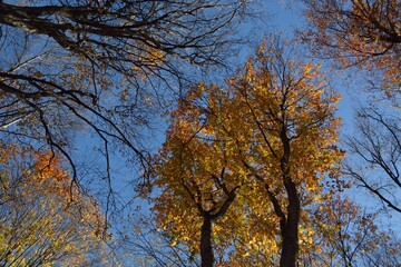 Sticker - Autumn walks in the fields, the beauty of autumn nature.