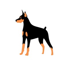 Wall Mural - Vector cute Doberman. Dog breeds. Doodle illustration isolated on white background