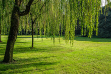 Weeping Willows And Grass In A Park.