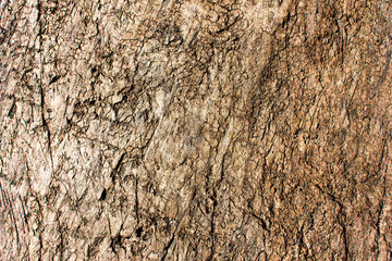 Wall Mural - Wood structure texture. Cracked wooden pattern. Plank background. Natural wood board. Closeup macro wood.