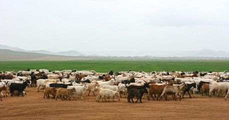 Summer landscape with flock of sheep on the road.  Domestic white and brown sheep grazeing on the farm. Group of sheep on a country road. View of Mongolia with copy space