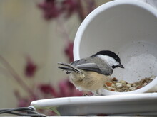 Carolina Chickadee With Black Cap Eating Collecting Seed From Teacup Bird Feeder On Porch In Fall, Autumn, Summer, Spring. A Small, Tiny Gray Or Grey, And White Bird With A Frequent And Noisy Call. 