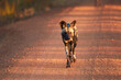 An African wild dog in Kafue National Park